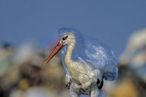 CGT celebra el Día Mundial del Medio Ambiente uniéndose a una campaña contra el vertido de plásticos en nuestras aguas