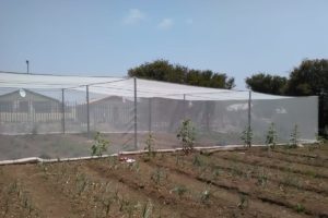 Solidaridad con las trabajadoras en lucha en Frutas Raquel – Marruecos